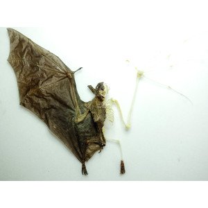 EONYCTERIS SPELAEA HALF SKELETON EONYCTERIS SPELAEA HALF SKELETON